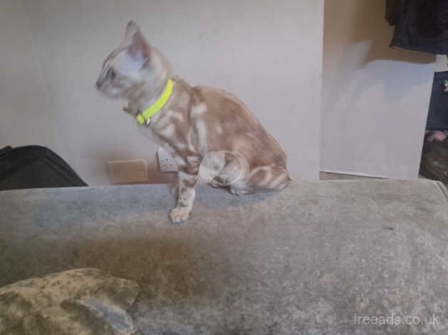 Snow bengal female for sale in Camden Town, Camden, Greater London - Image 2