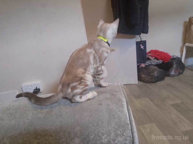 Snow bengal female for sale in Camden Town, Camden, Greater London - Image 3