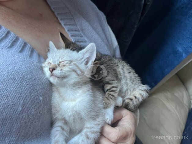 Snow Bengal kittens for sale in Clacton-On-Sea, Essex - Image 2