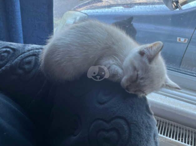 Snow Bengal kittens for sale in Clacton-On-Sea, Essex - Image 3