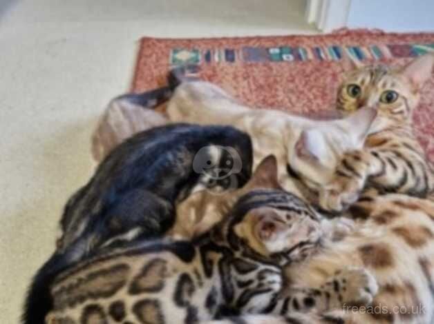 Bengals for sale in Camden Town, Camden, Greater London