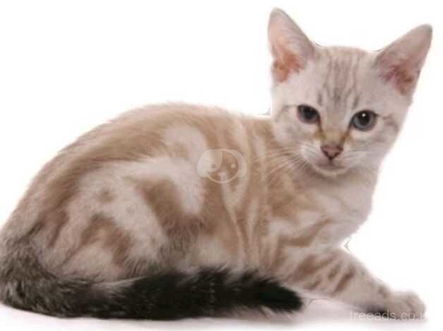 Snow lynx marble female kitten for sale in Camden Town, Camden, Greater London - Image 1