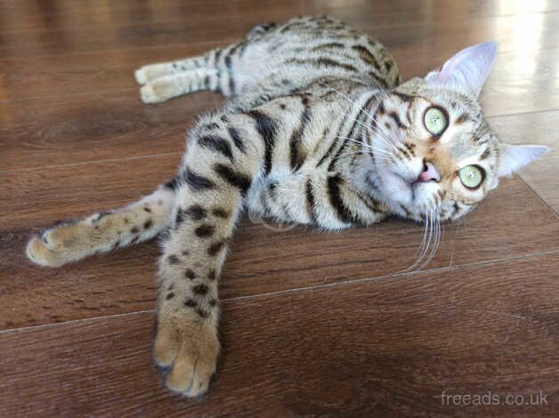 Bengal Kittens for sale in Carmarthenshire