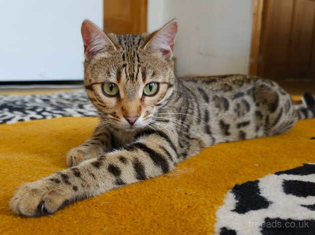 Bengal Kittens for sale