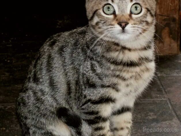 Stunning Bengal Cross Kittens for sale in Tenbury Wells, Worcestershire - Image 1