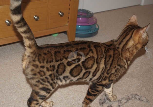 Stunning Brown Rosetted Pedigree Bengal Kittens for sale in Ringwood, Hampshire