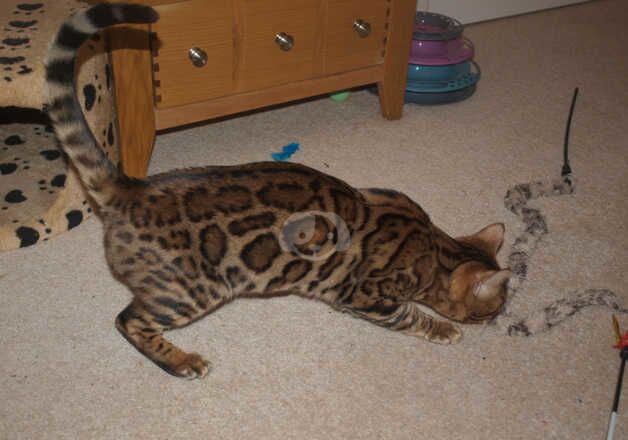 Bengals for sale in Ringwood, Hampshire