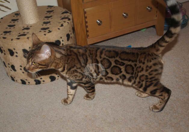 Bengal Kittens for sale in Hampshire