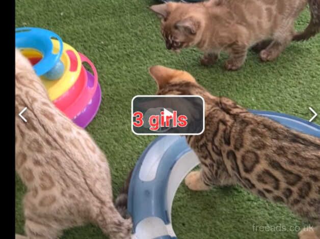 Stunning female bengal kittens for sale in Bournemouth, Dorset - Image 1