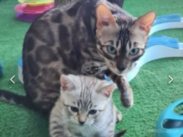 Bengals for sale in Bournemouth, Dorset