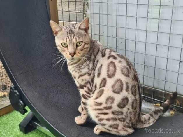 Bengal Kittens for sale in Dorset