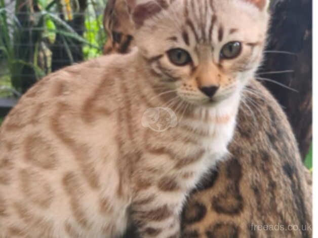 Bengal Kittens for sale