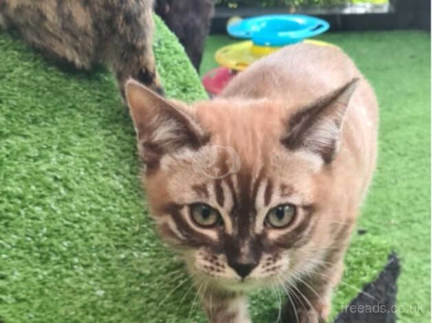 Stunning female bengal kittens for sale in Bournemouth, Dorset - Image 5