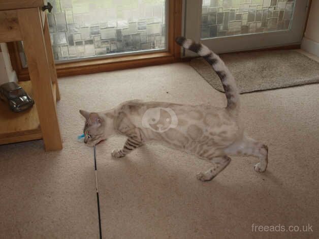 Stunning Snow Lynx Rosetted Male Bengal for sale in Ringwood, Hampshire - Image 2