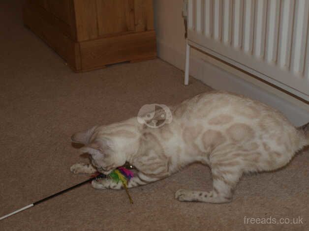 Stunning Snow Lynx Rosetted Male Bengal for sale in Ringwood, Hampshire - Image 3