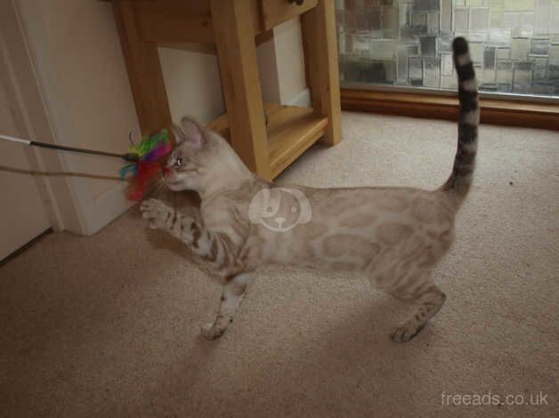 Stunning Snow Lynx Rosetted Male Bengal for sale in Ringwood, Hampshire - Image 4