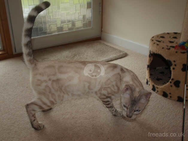 Stunning Snow Lynx Rosetted Male Bengal for sale in Ringwood, Hampshire - Image 5