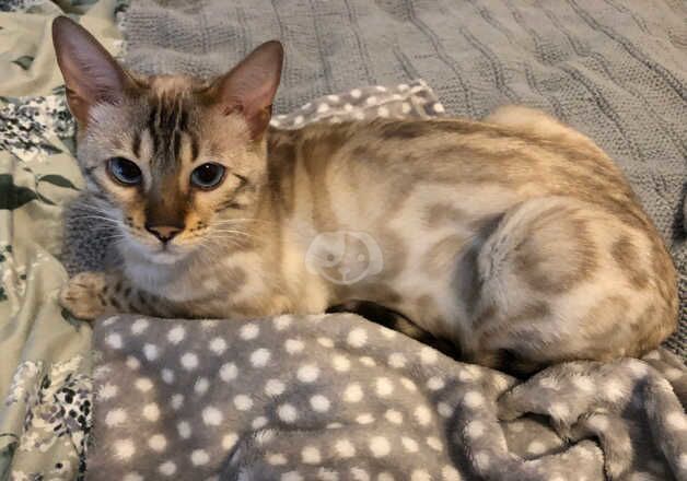 Superb quality TICA snow lynx bengal female for sale in Potters Bar, Hertfordshire