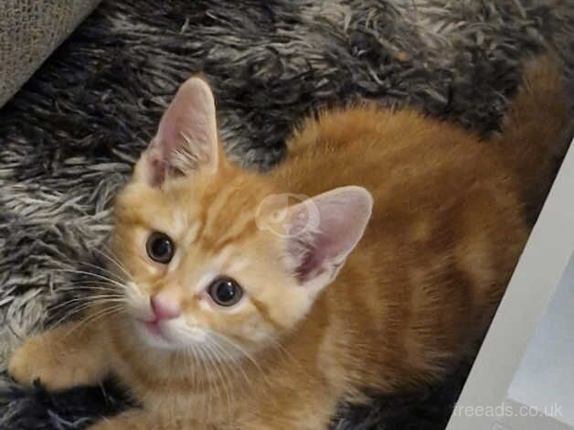 Bengals for sale in Plymouth, Devon