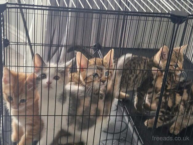 Bengal Kittens for sale in Devon