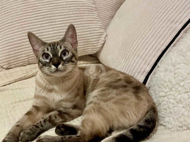 **Tica Active Rare Seal Lynx Blue Eyed Bengal Girl** for sale in Birmingham, West Midlands