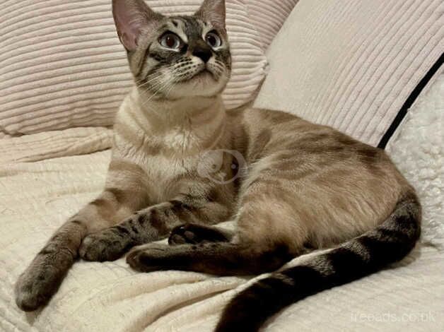 **Tica Active Rare Seal Lynx Blue Eyed Bengal Girl** for sale in Birmingham, West Midlands - Image 2