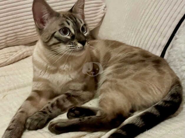 **Tica Active Rare Seal Lynx Blue Eyed Bengal Girl** for sale in Birmingham, West Midlands - Image 3