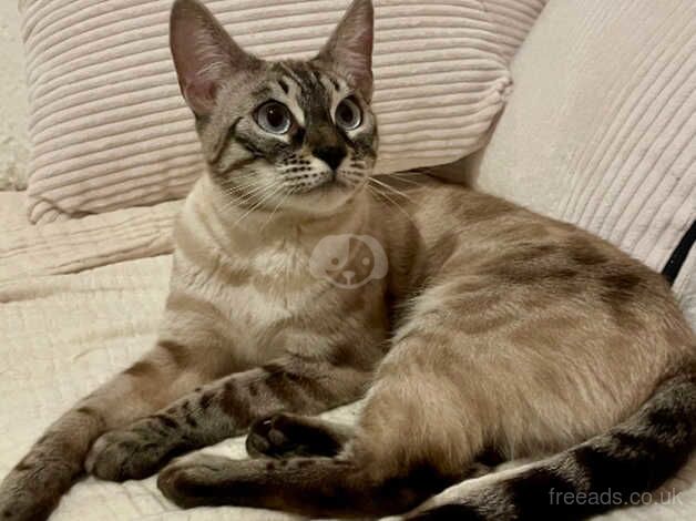 **Tica Active Rare Seal Lynx Blue Eyed Bengal Girl** for sale in Birmingham, West Midlands - Image 4