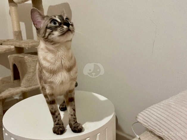 **Tica Active Rare Seal Lynx Blue Eyed Bengal Girl** for sale in Birmingham, West Midlands - Image 5