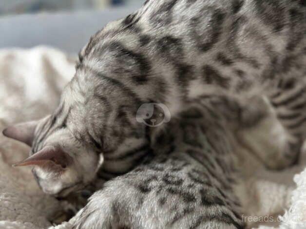 Tica health screened Silver Bengal for sale in Birmingham, West Midlands - Image 5