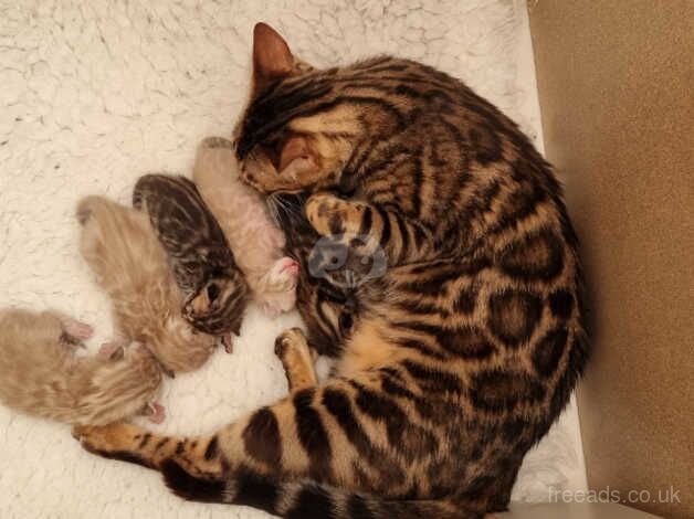 TICA Registered Bengal Kittens Available Nov 2024 for sale in Paignton, Devon