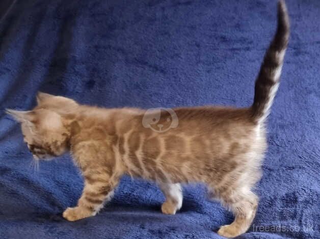 TICA Registered Bengal Kittens Available Nov 2024 for sale in Paignton, Devon - Image 3