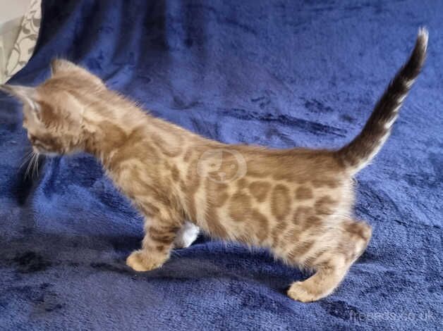 Bengal Kittens for sale