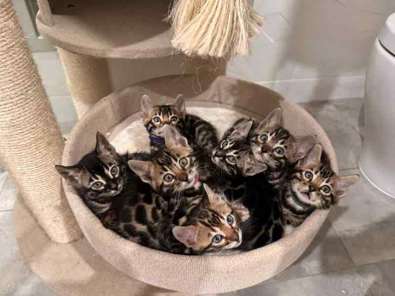 TICA registered Bengal kittens. boys & girls for sale in London, City of London, Greater London - Image 1