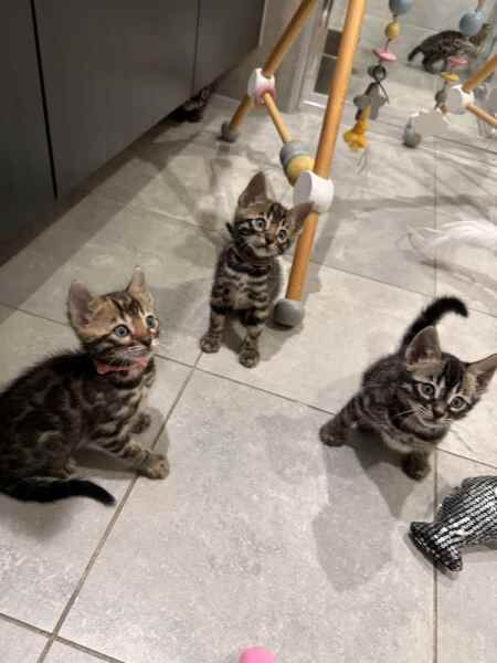 Bengals for sale in London, City of London, Greater London