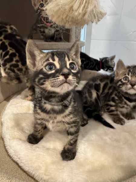 Bengal Kittens for sale in Greater London