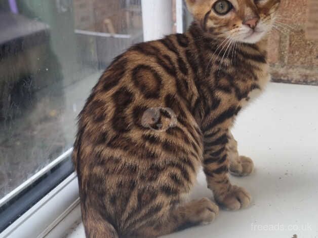 TICA registered, Health screened Bengals for sale in York, North Yorkshire - Image 1