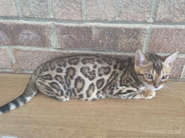 TICA registered, Health screened Bengals for sale in York, North Yorkshire - Image 3