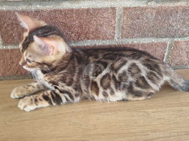 TICA registered, Health screened Bengals for sale in York, North Yorkshire - Image 4