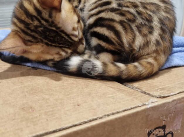 TICA registered, Health screened Bengals for sale in York, North Yorkshire - Image 2