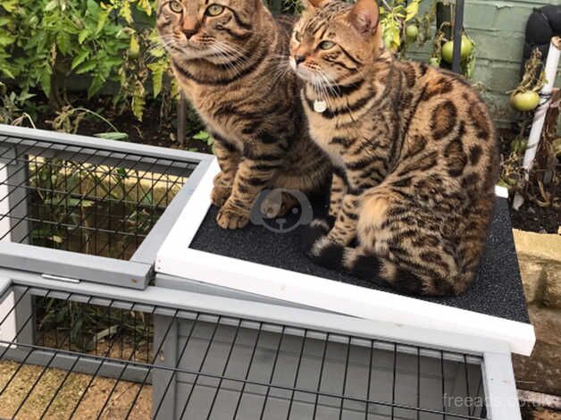 Tiger and tigress for sale in Peterborough, Cambridgeshire - Image 1