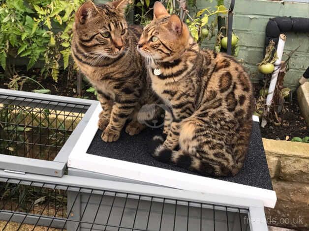 Tiger and tigress for sale in Peterborough, Cambridgeshire - Image 2