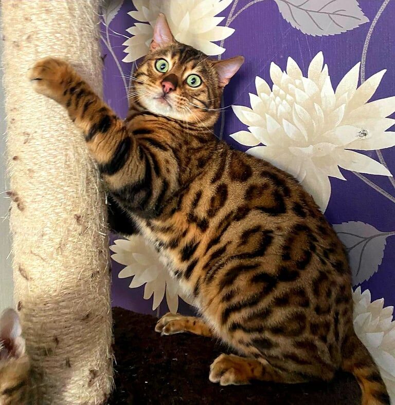 Top quality bengal boy for sale in Watford, Hertfordshire