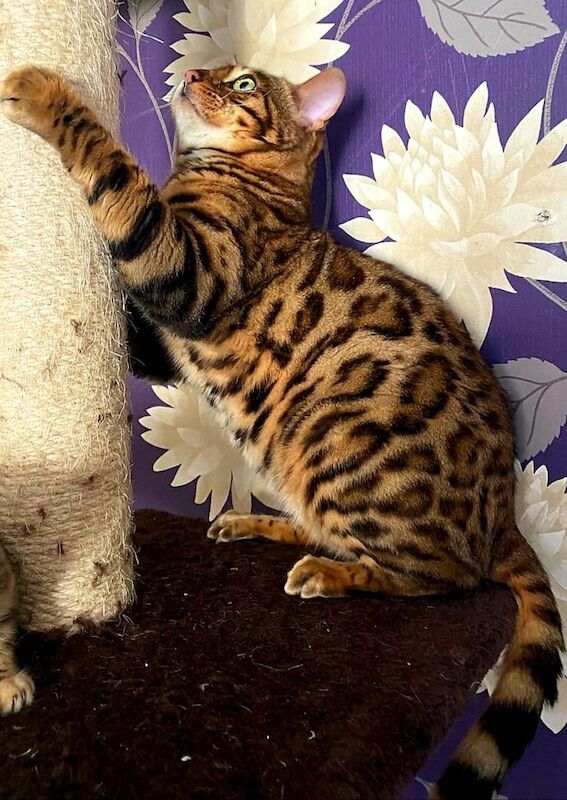 Top quality bengal boy for sale in Watford, Hertfordshire - Image 2