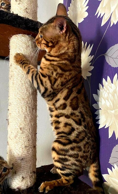 Top quality bengal boy for sale in Watford, Hertfordshire - Image 3