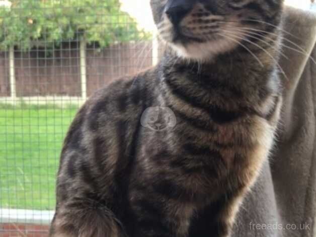 Two Bengal girls for sale in Waltham Abbey, Hertfordshire - Image 1