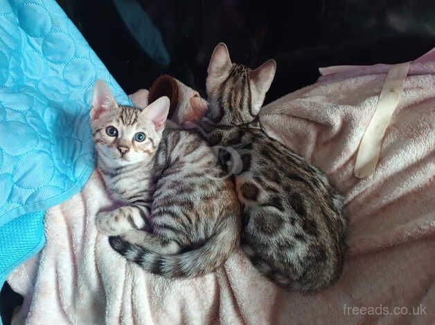 Unregistered pedigree Bengal kittens for sale in Bridgwater, Somerset