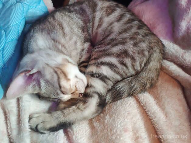 Unregistered pedigree Bengal kittens for sale in Bridgwater, Somerset - Image 2