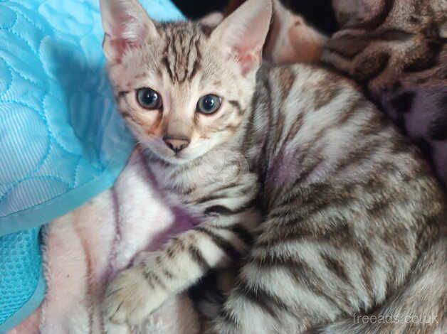 Bengal Kittens for sale in Somerset