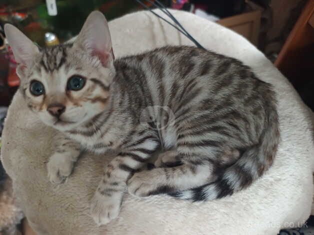 Bengal Kittens for sale